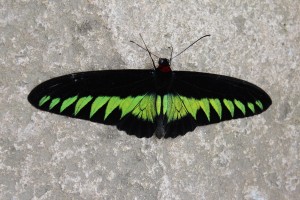 Cameron Highlands-017